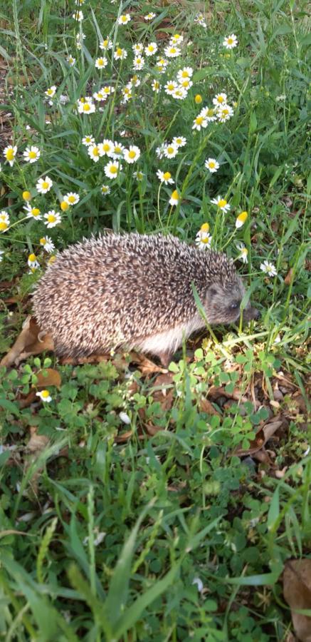 Cirali Friends Pension&Camping エクステリア 写真